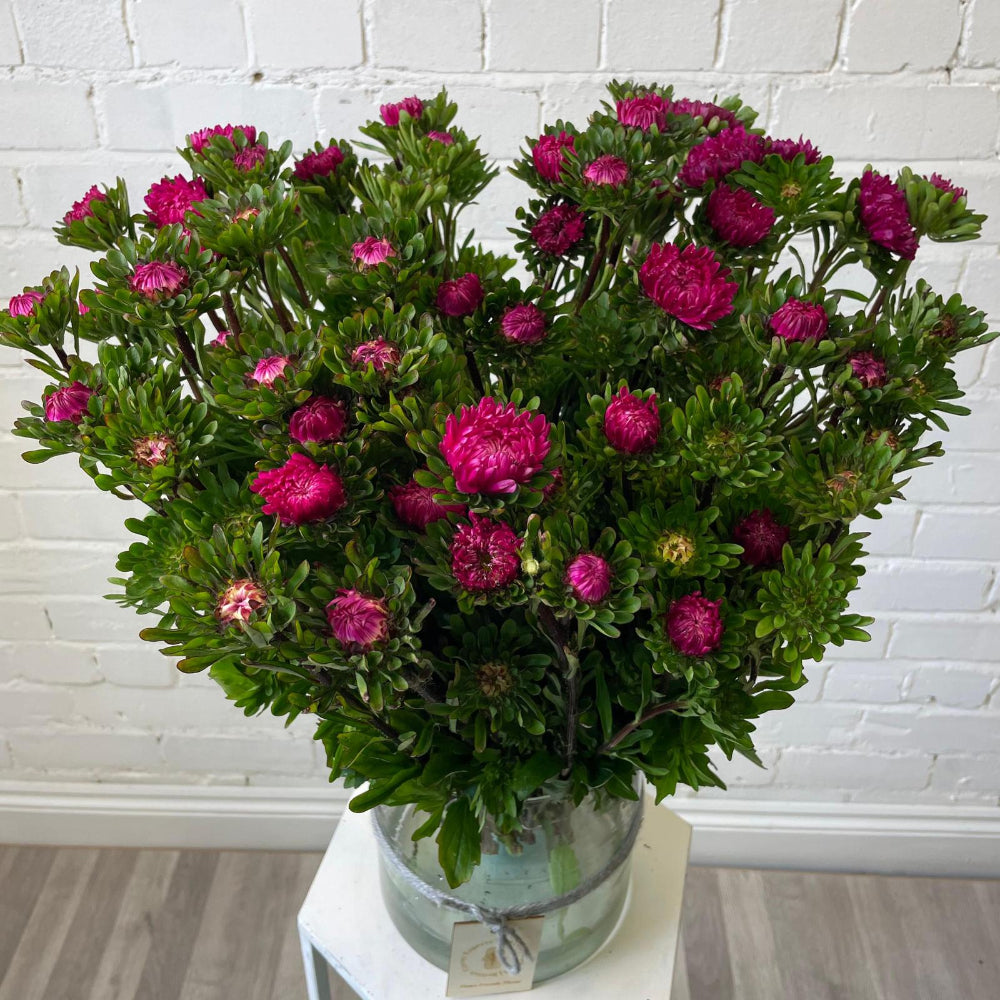 A bundle of three freshly harvested dark pink Aster bunches from a Norfolk grower, showing dense, multi-headed stems.