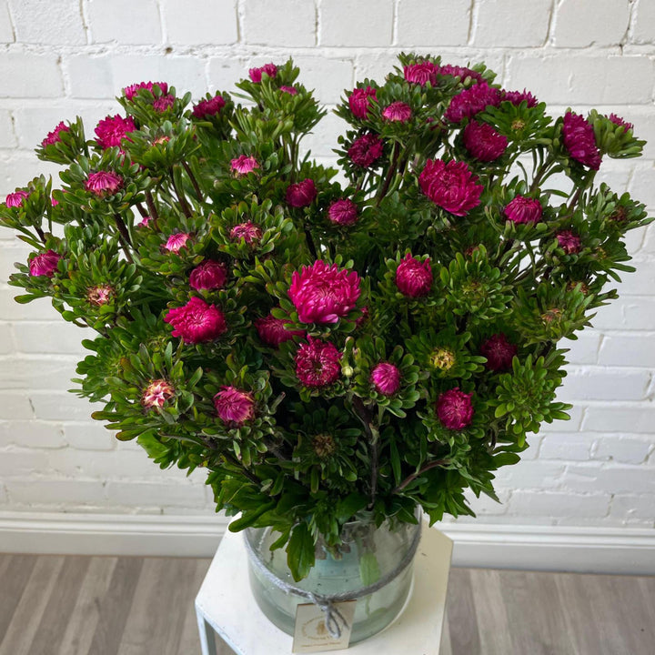 A bundle of three freshly harvested dark pink Aster bunches from a Norfolk grower, showing dense, multi-headed stems.