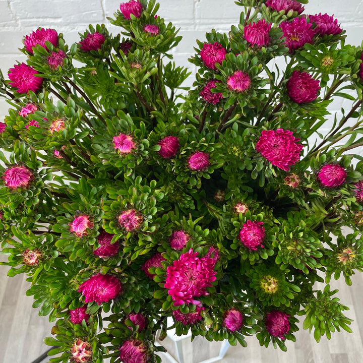 A single multi-headed stem of a dark pink Aster showing the natural lateral breaks and budding flowers.