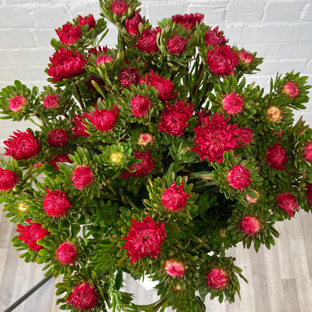 Close-up of the green stems and tight red buds of Norfolk-grown Asters before fully opening.