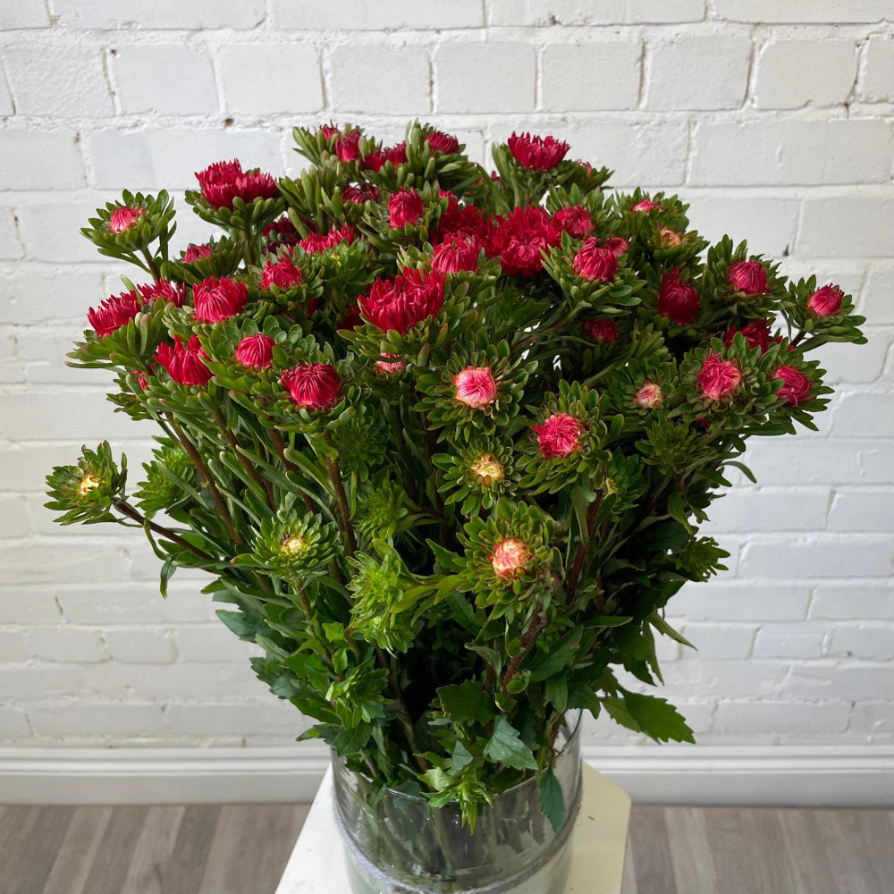 red aster bundle online wholesale