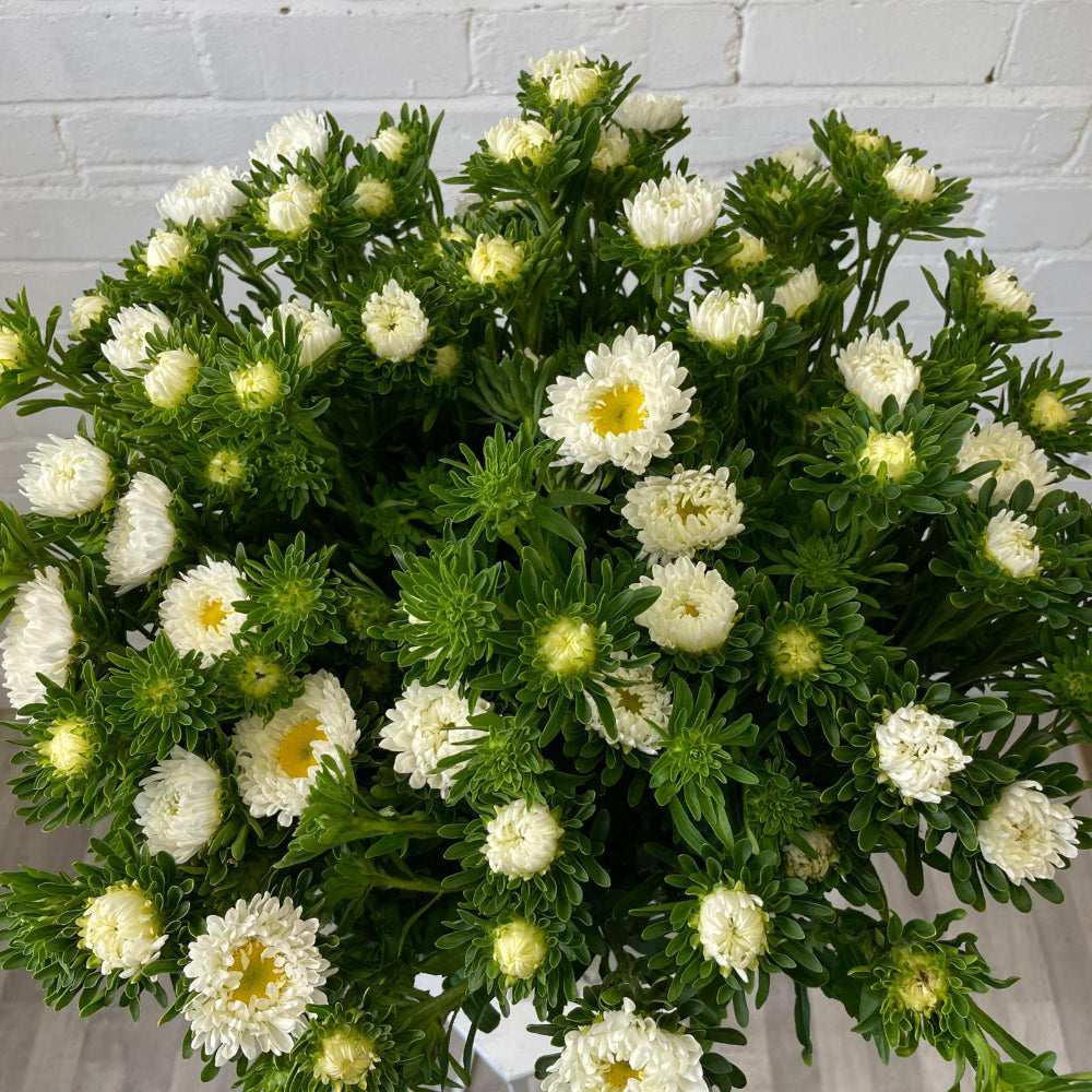Close-up of the fresh green stems and tight white buds of UK-grown Asters before fully opening.