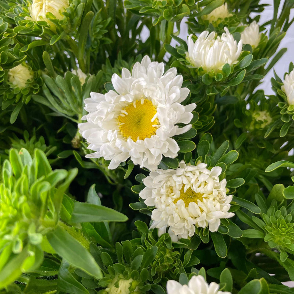 Macro close-up photo of the vibrant, white daisy-like flower heads of a UK-grown Aster.