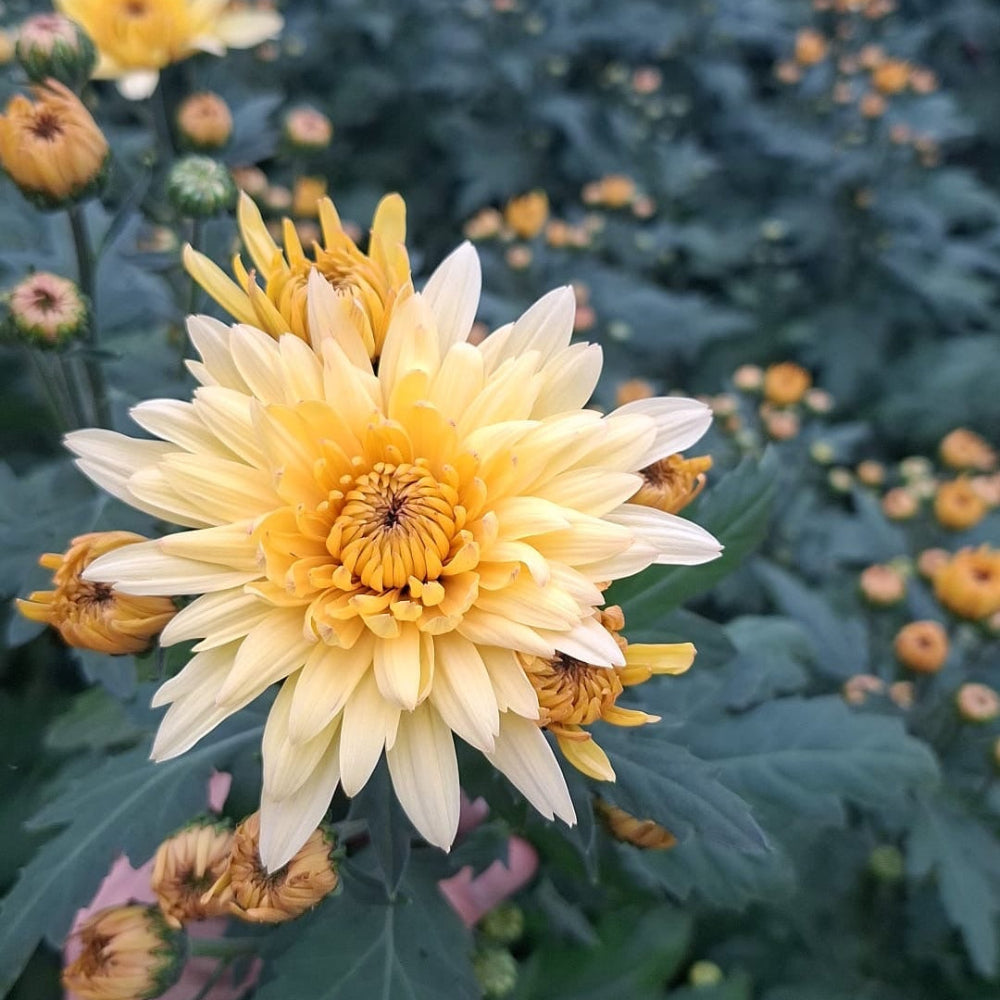 Sustainable British-grown Chrysanthemum Yeti Beach with soft white, yellow, and peach tones, cultivated in Norfolk with long, strong stems.