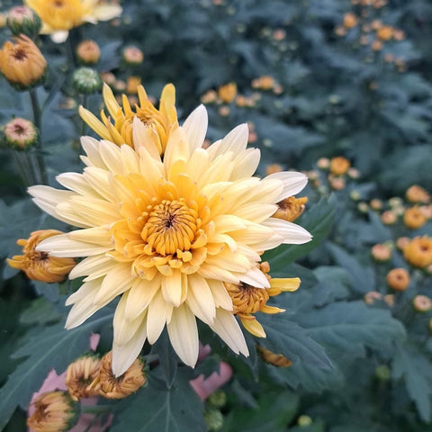 Sustainable British-grown Chrysanthemum Yeti Beach with soft white, yellow, and peach tones, cultivated in Norfolk with long, strong stems.