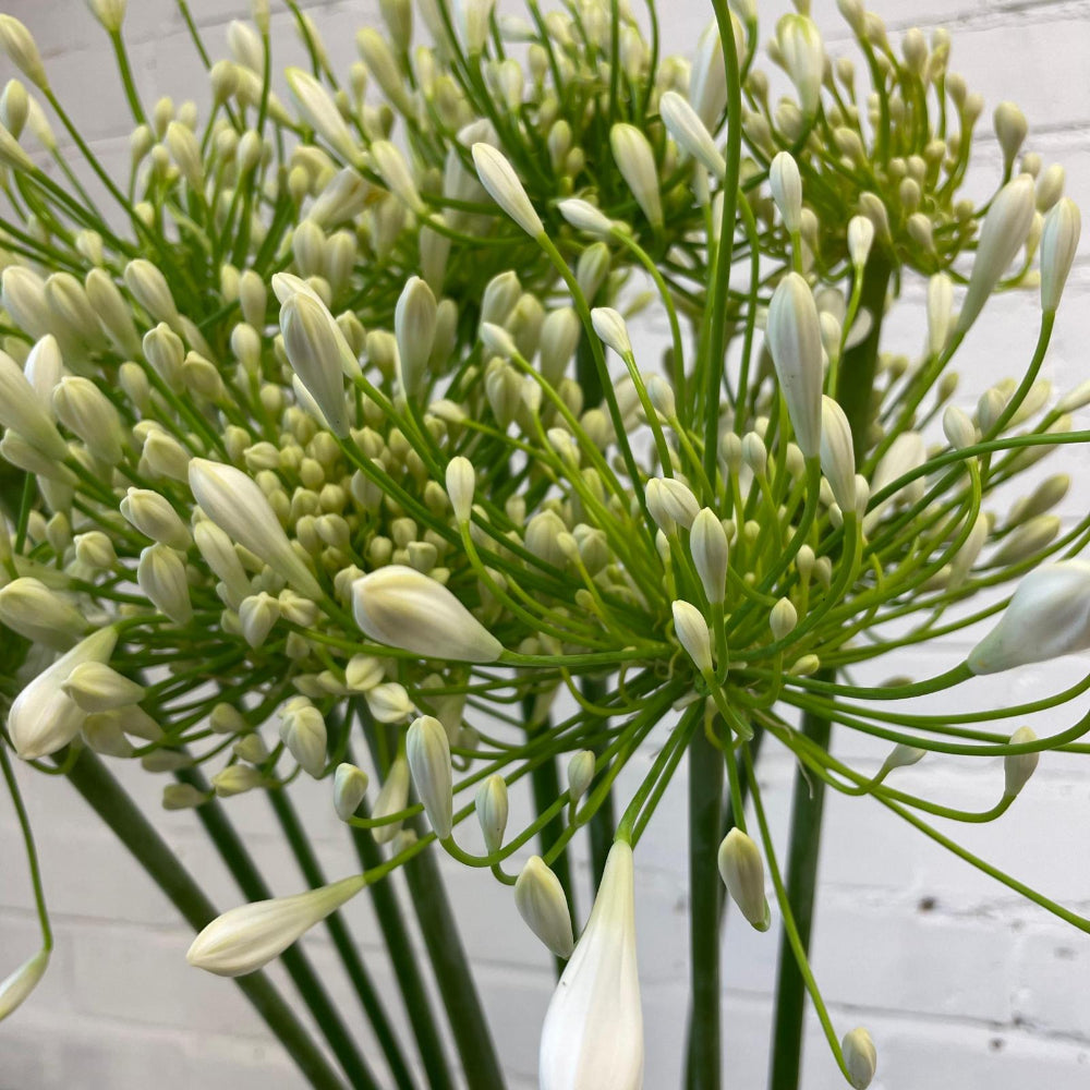 white agapanthus online wholesale 