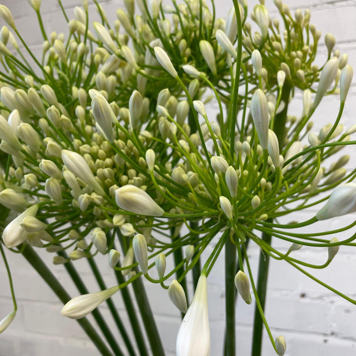 white agapanthus online wholesale 