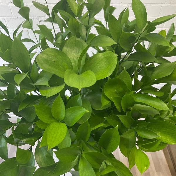 IMPORT - Hard Ruscus 60cm x 50 stems