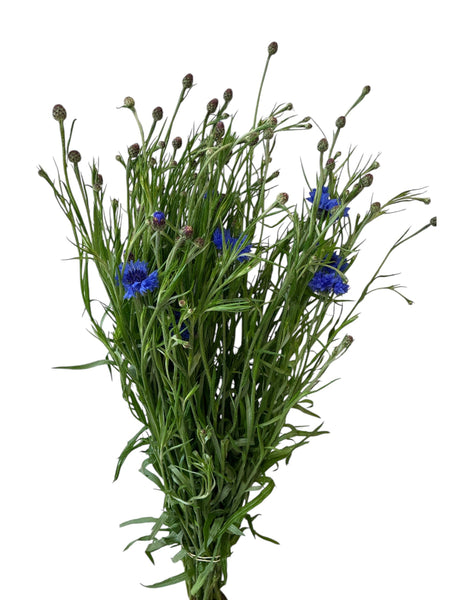 blue uk grown cornflower online