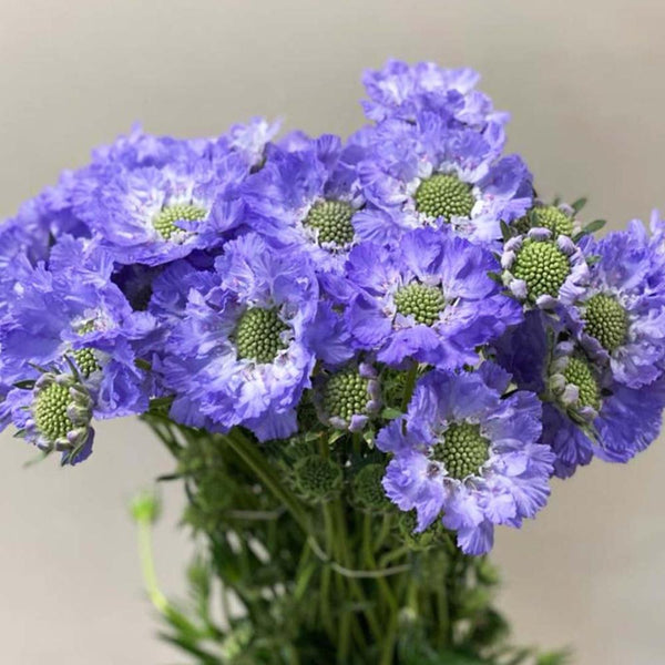 A selection of premium Scabious Blue Stafa cut flower stems, displaying a mix of fully open lilac-blue blooms and tight, fresh green flower buds.