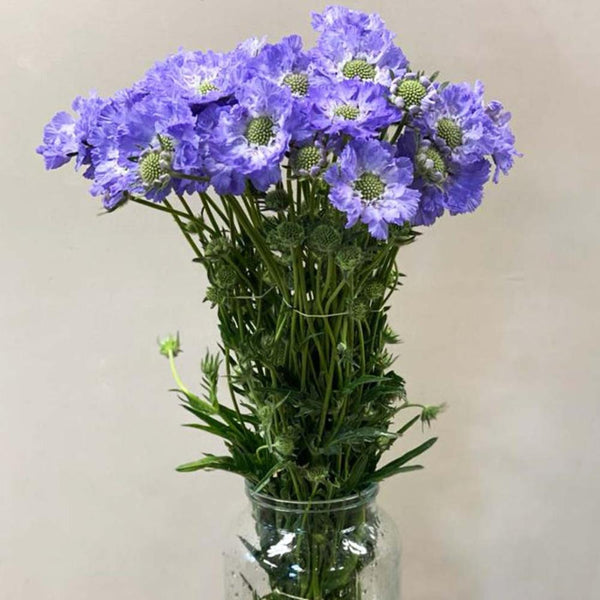 how to make flowers last scabious blue staf