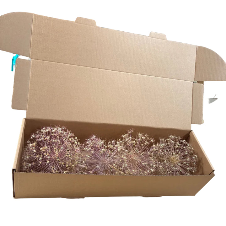 A set of 4 dried Allium Schubertii stems with large natural 20cm starburst heads.
