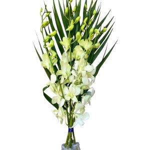 TROPICALS - Dendrobium White x 5 stems