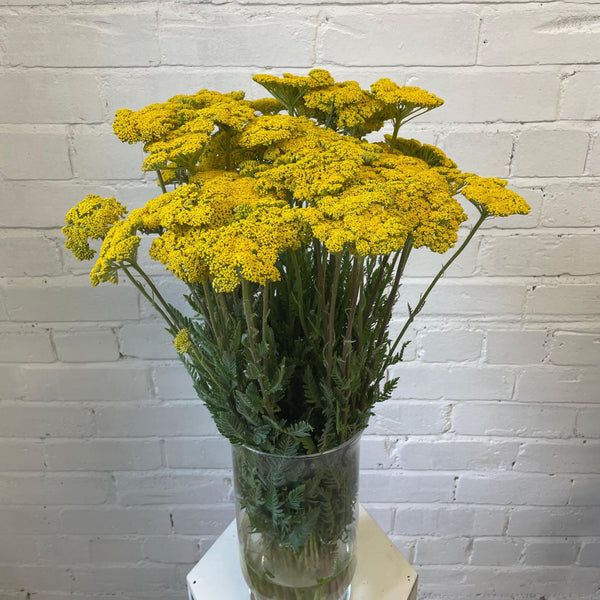 A wholesale bunch of 10 fresh, UK-grown Achillea Cloth of Gold stems, showcasing the strong green stalks, feathery leaves, and vibrant yellow heads.