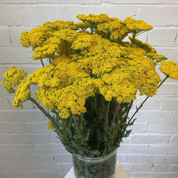 A wholesale commercial bunch of 10 British-grown Achillea Cloth of Gold stems standing straight in a clear glass florist vase filled with water, showing the full length of the stems and the dense golden flower heads.