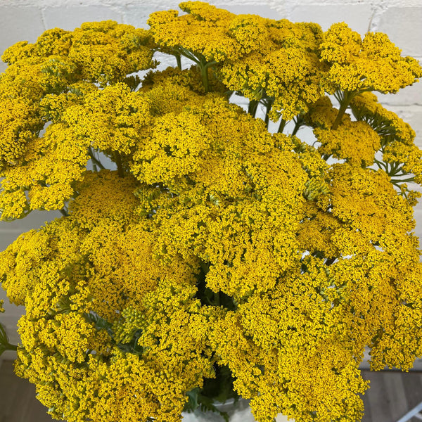 A detailed macro view looking down onto the large, flat-topped bright golden yellow flower plate of a British Achillea Cloth of Gold.
