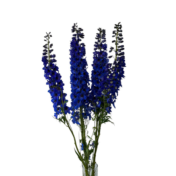 Wholesale bundle of freshly harvested British blue Delphinium stems measuring 75 to 80cm long, ideal for wedding floristry and tall floral arrangements.