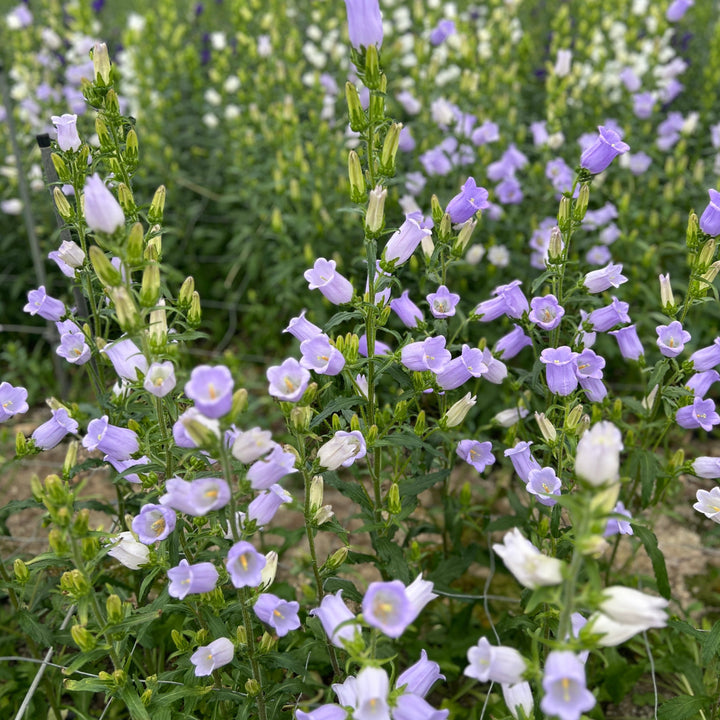 Rows of tall lavender Campanula flowers growing outdoors in a British flower field.
