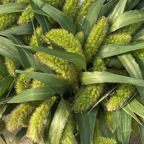 A detailed close-up shot showcasing the soft, velvety, and fluffy texture of a single green Setaria jewel grass head.