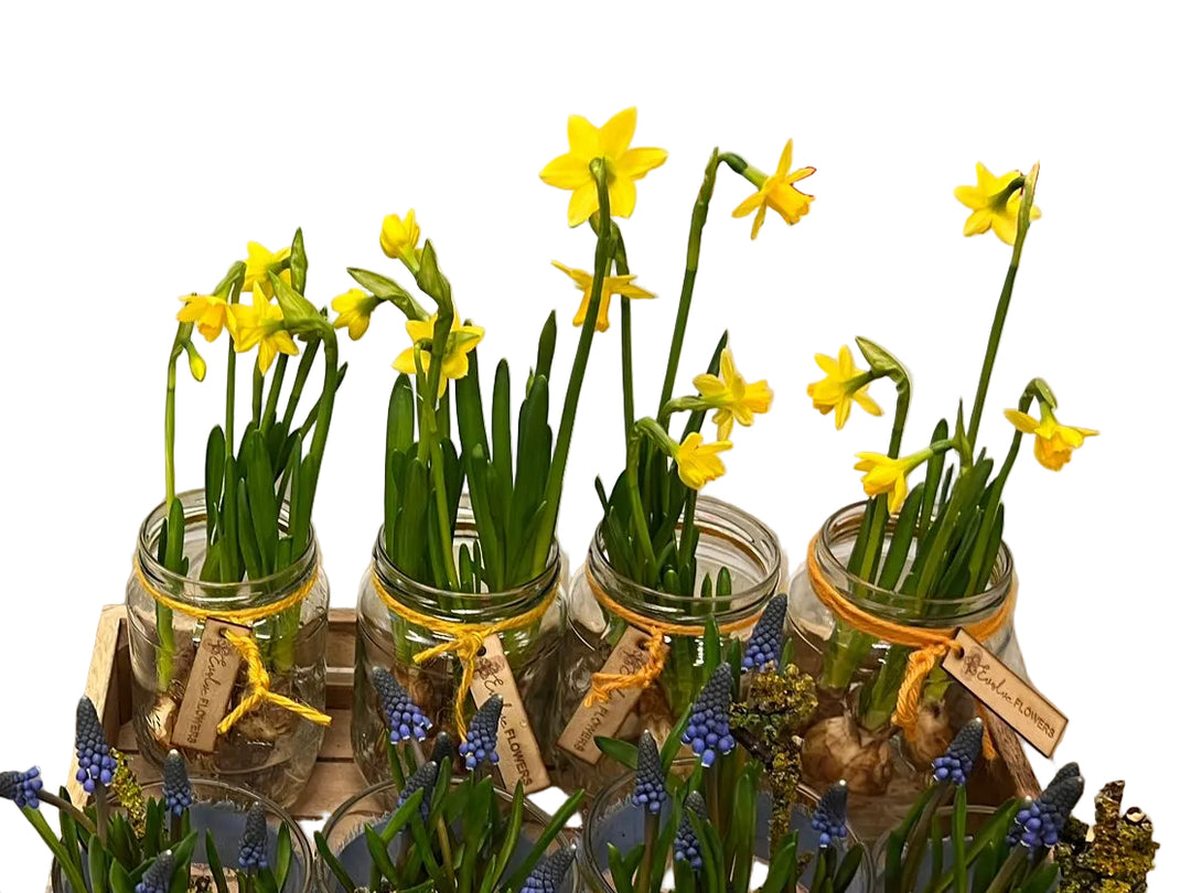 Jars with plants on a wooden tray next to a large container, with &