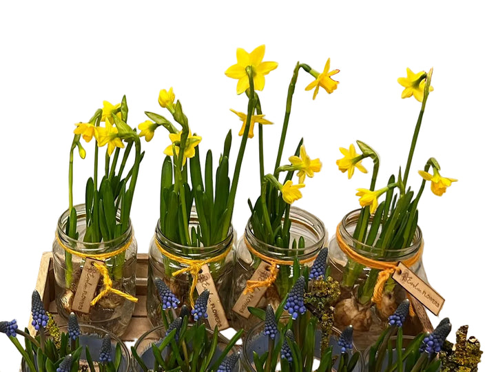 Jars with plants on a wooden tray next to a large container, with &