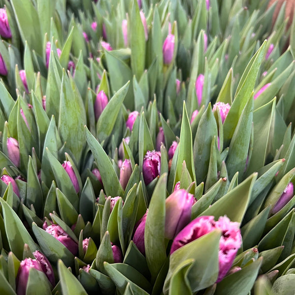 Close-up of pink tulips with green leaves in a field