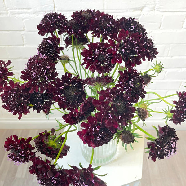 uk black scabious wholesale 