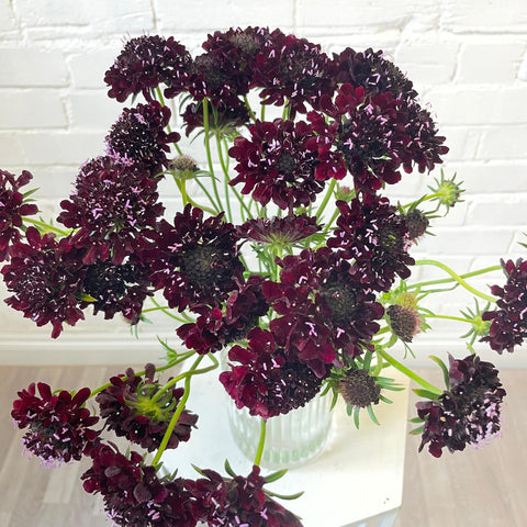 Scabious - Black Knight x 10 stems