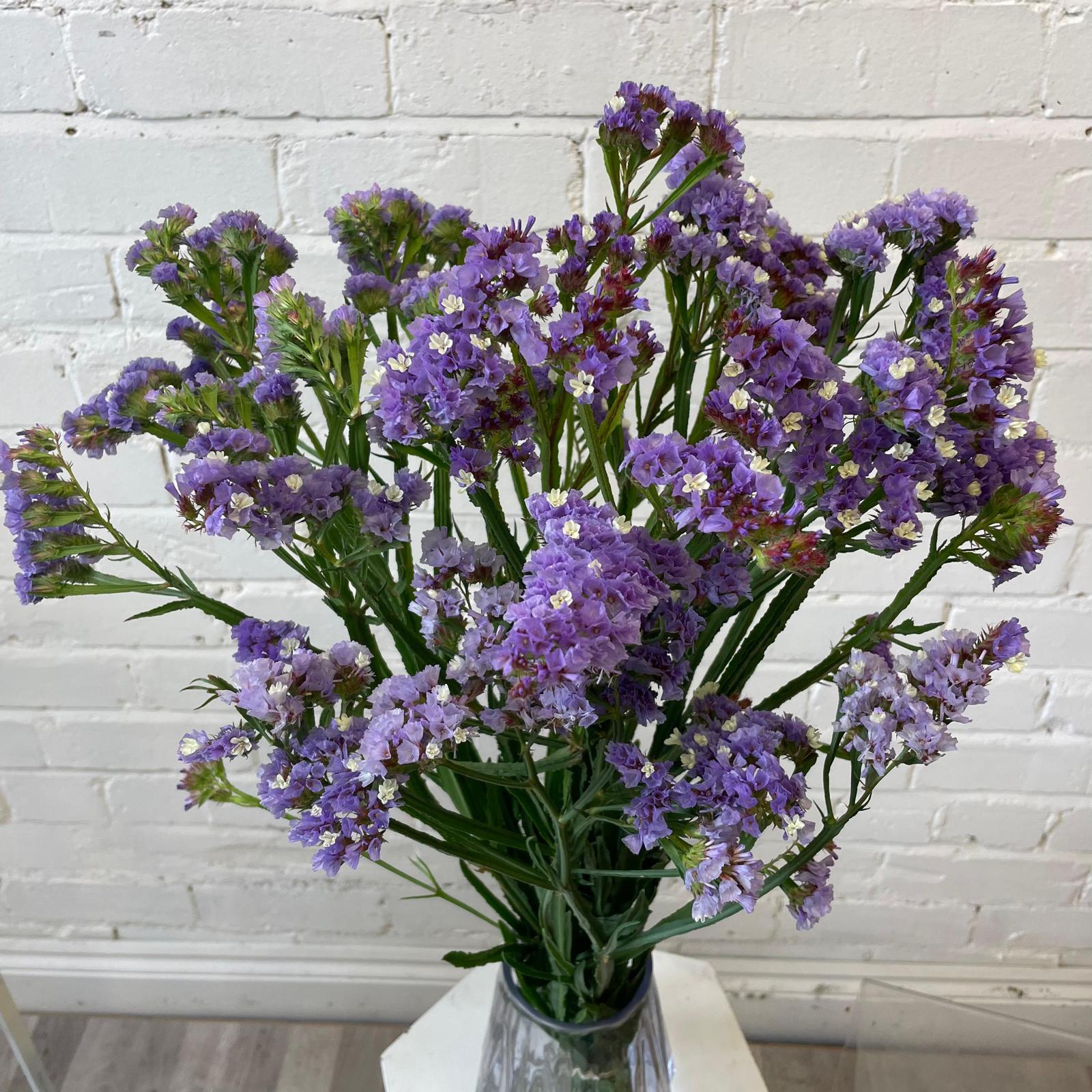 Statice sinuatum - Purple - Bunch of 10 stems (48p)