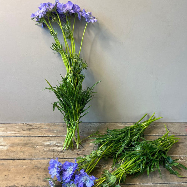 A fresh, wholesale bunch of 10 lilac-blue Scabious Blue Stafa stems wrapped together, showing the long 50cm green stems and textured pincushion flower heads.