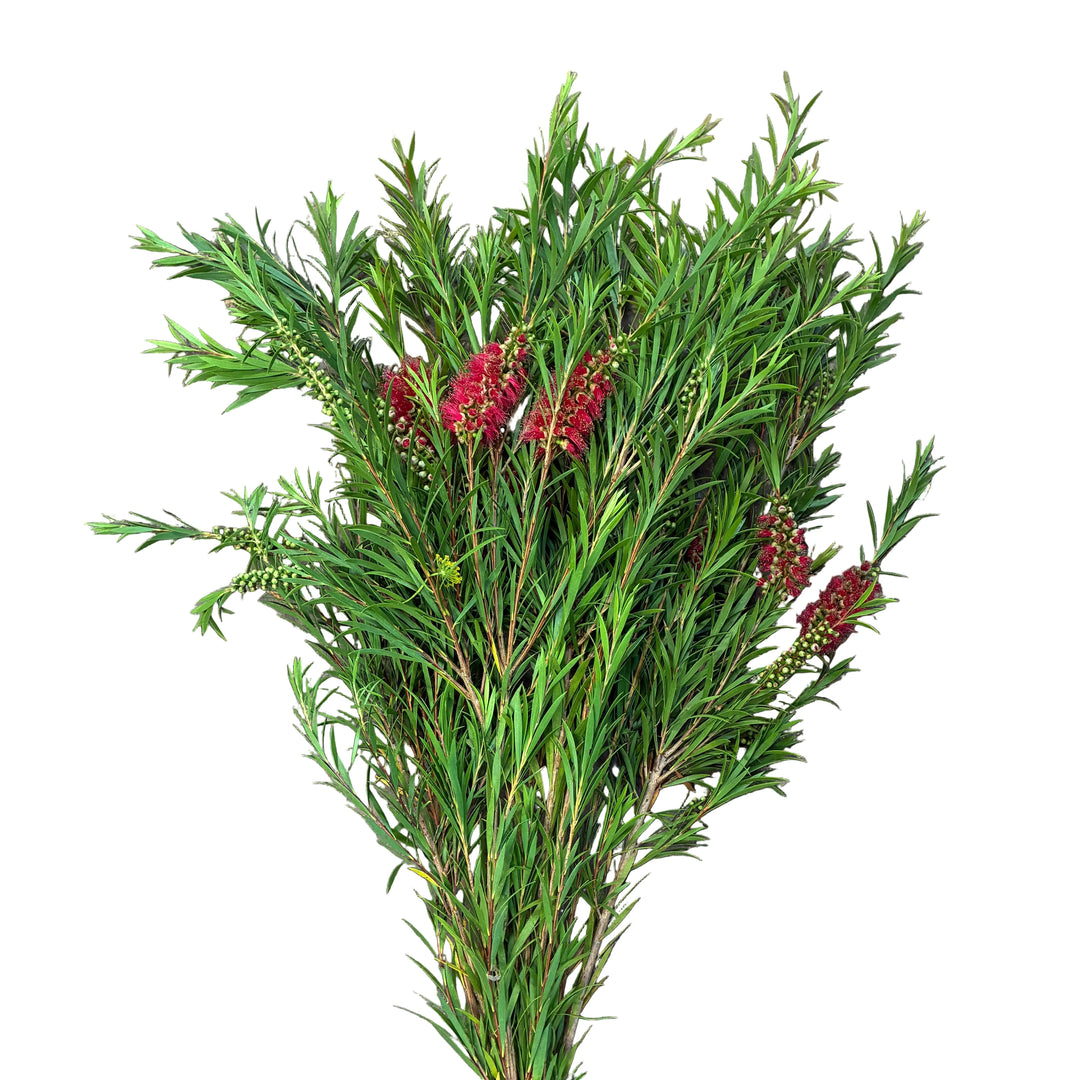 A freshly harvested bunch of Cornish Callistemon (Bottlebrush) foliage laid on the ground, showing long 60cm green stems bearing vivid crimson red brush-like flowers.