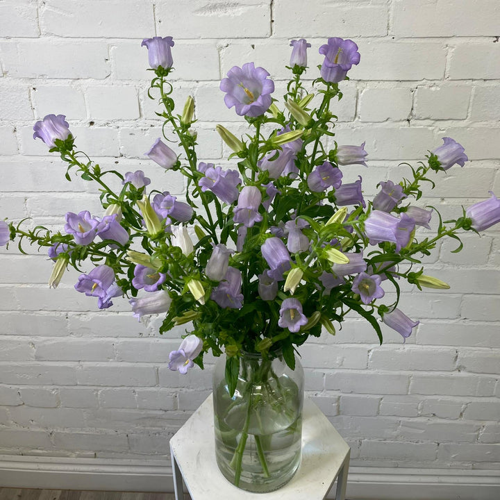 A bunch of ten tall, lavender-coloured British Campanula stems arranged elegantly in a clear glass vase, showcasing their natural movement and 70cm height.