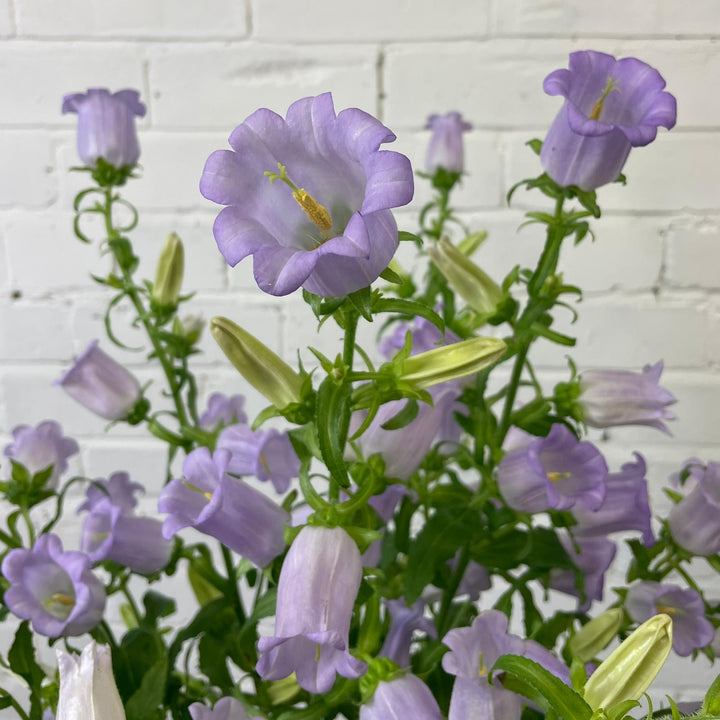 Close-up detail of delicate, lavender-coloured Campanula bellflowers blooming along a single British-grown stem.