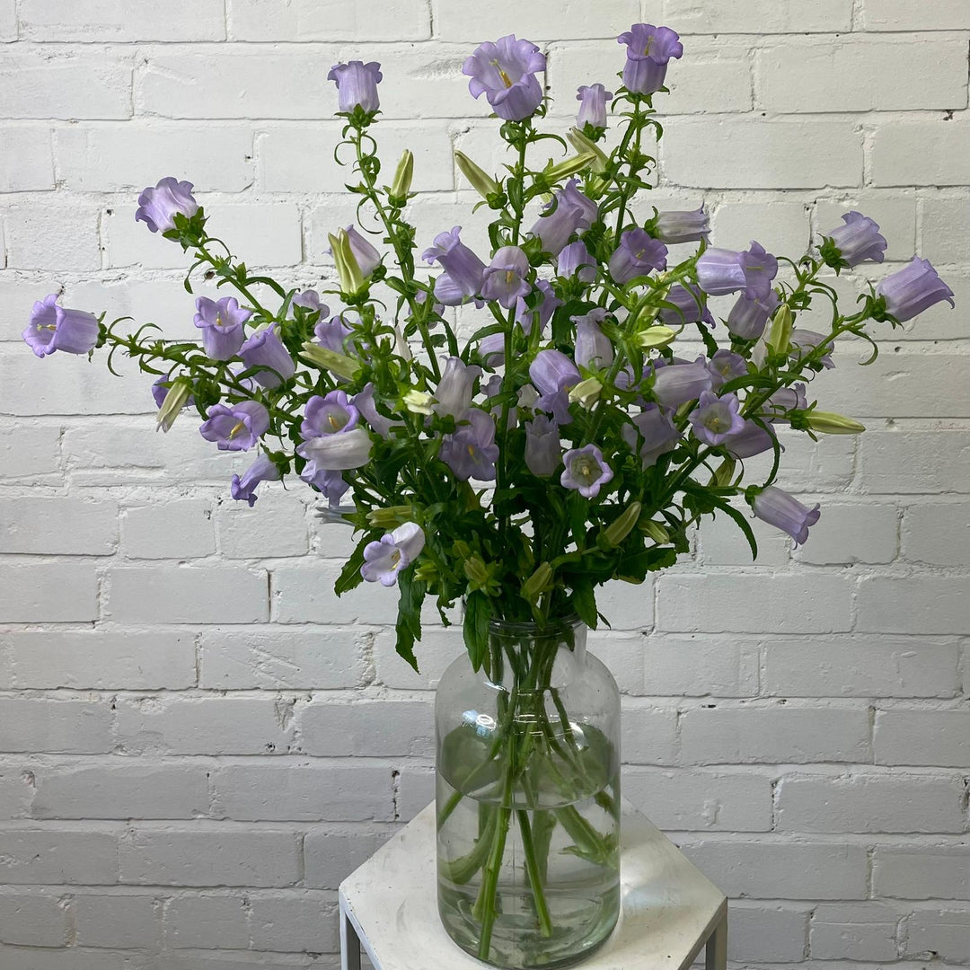 Ten stems of lavender Campanula arranged in a glass vase, highlighting the delicate bell-shaped flowers and tall green stems.