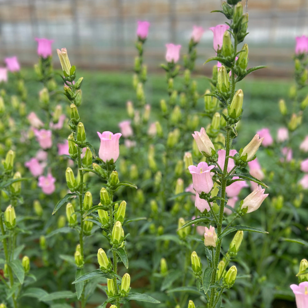 Soft rose-pink Campanula flowers growing abundantly in rows outdoors on a local British flower farm, showcasing their seasonal, fresh-from-the-field quality.
