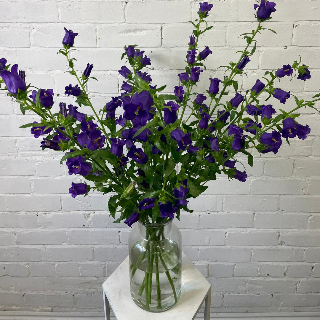 beautiful bunch of ten 70cm British-grown Purple Campanula stems styled elegantly inside a clear glass vase, displaying their tall, architectural bell towers.