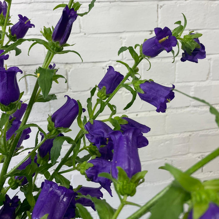 A close-up of a single premium 70cm Purple Campanula stem, highlighting the sturdy green stalk and tapering towers of open bells and firm green buds.