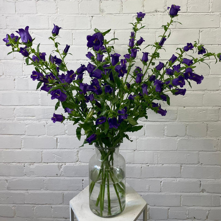 A secondary view of the ten-stem bunch of British-grown Purple Campanula arranged beautifully in a clear glass vase.