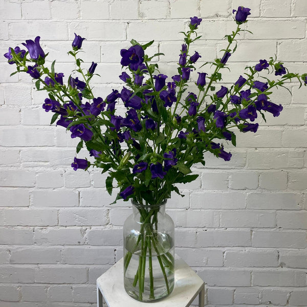 A secondary view of the ten-stem bunch of British-grown Purple Campanula arranged beautifully in a clear glass vase.