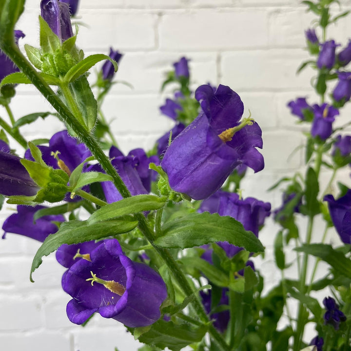A detailed macro view of the large, nodding, bell-shaped purple blossoms on a UK-grown Campanula stem.