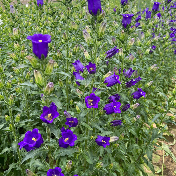 Rich purple Campanula flowers growing abundantly in rows outdoors on a local British flower farm, showcasing their seasonal, fresh-from-the-field quality.