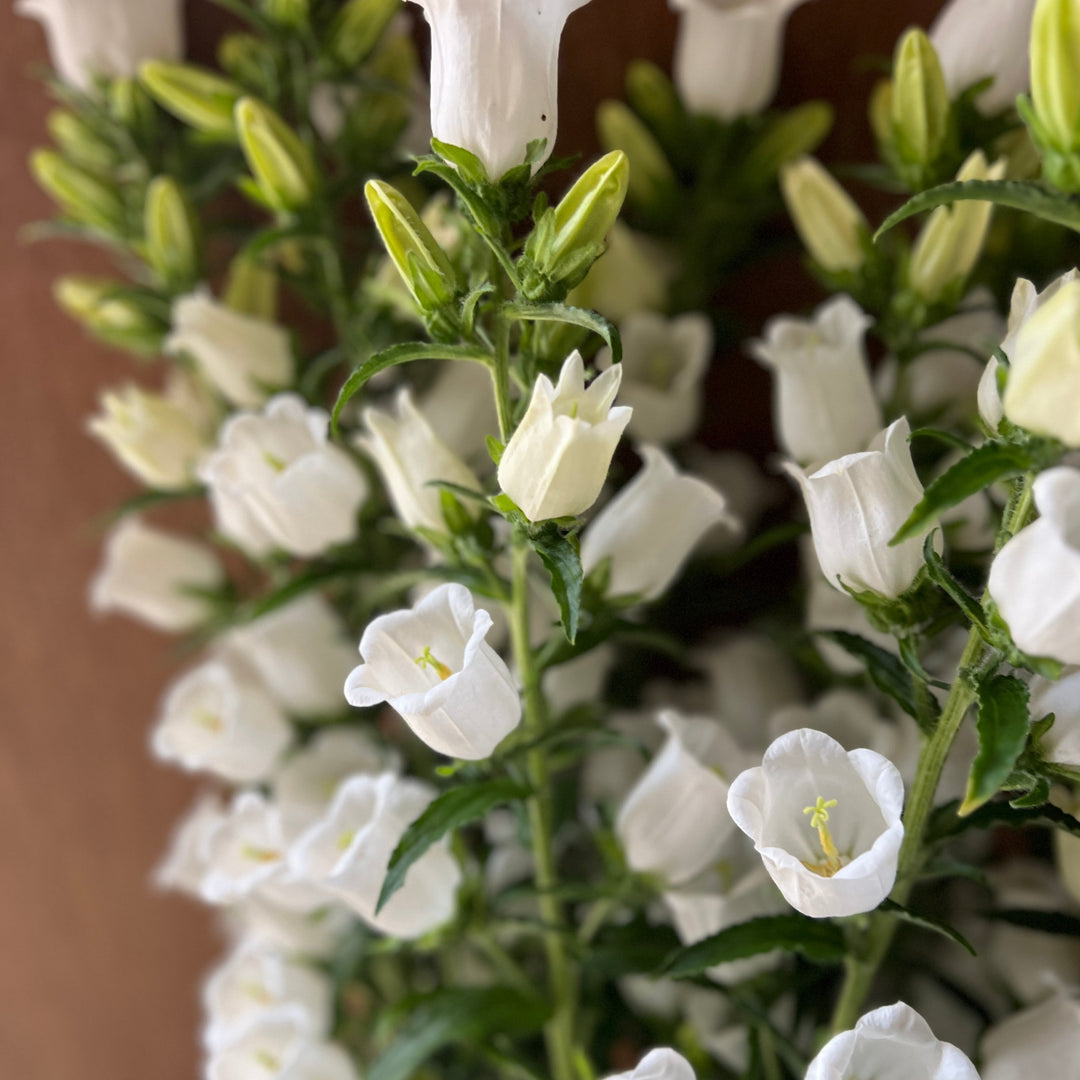 A beautiful bunch of ten 70cm British-grown White Campanula stems