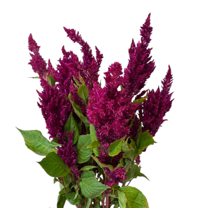 Detailed close-up showing the soft feathery texture and deep purple colour of a Sunday Purple Celosia Plumosa plume.