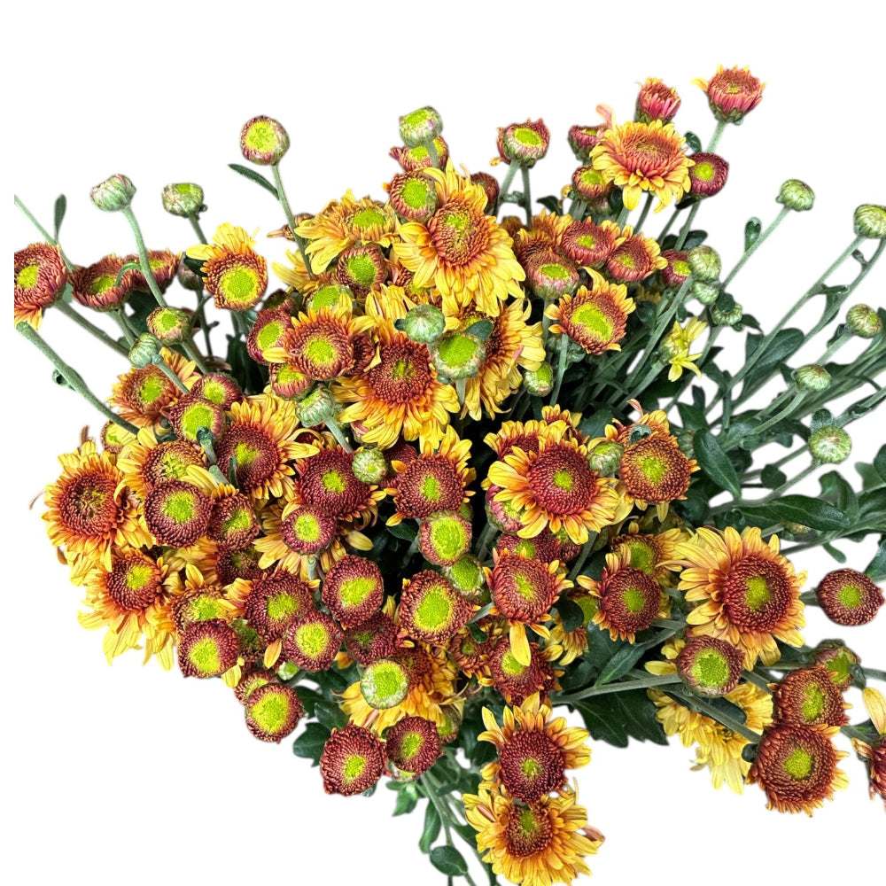 norfolk UK wholesale sustainable chrysanthemum