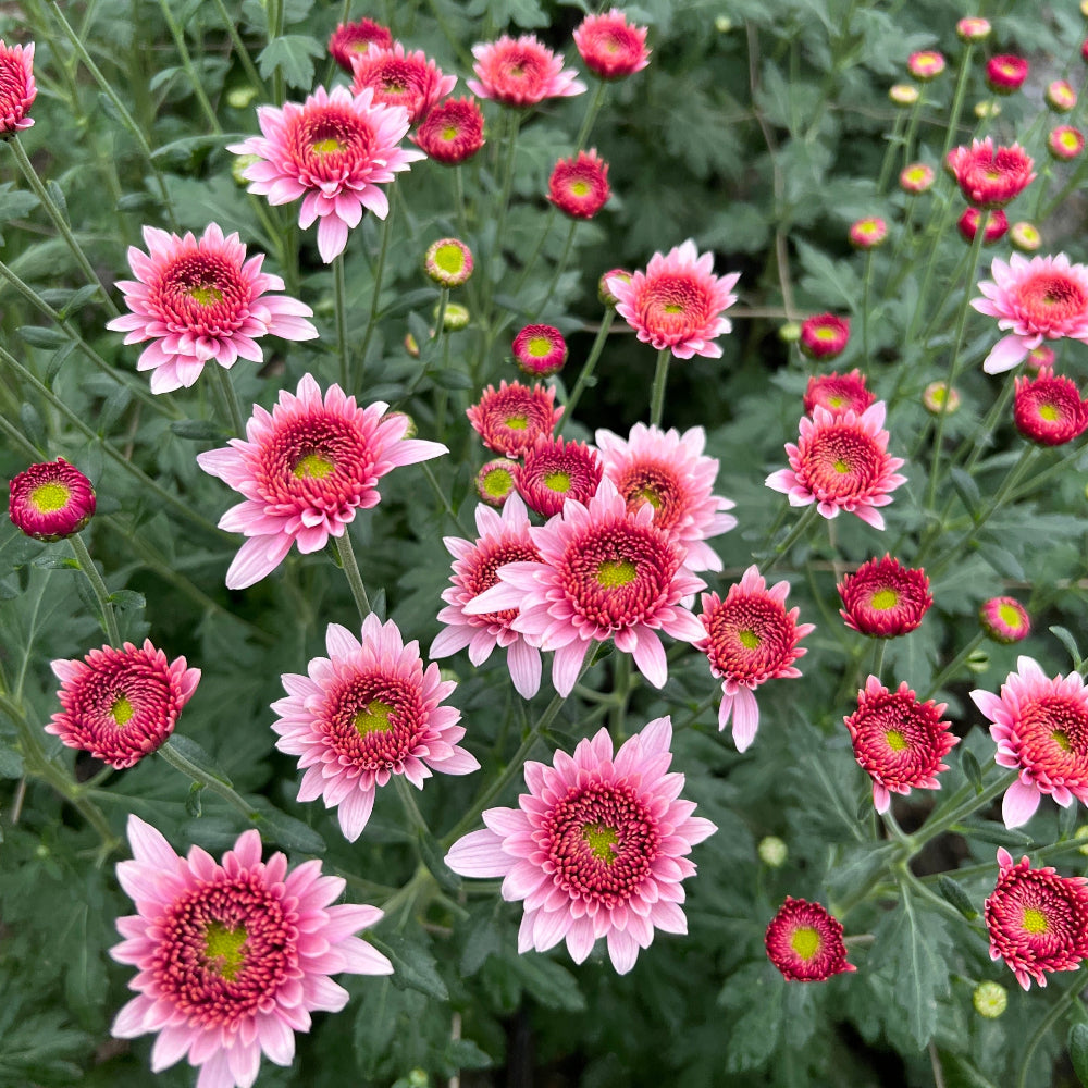 pink chrysanthemum online UK wholesale