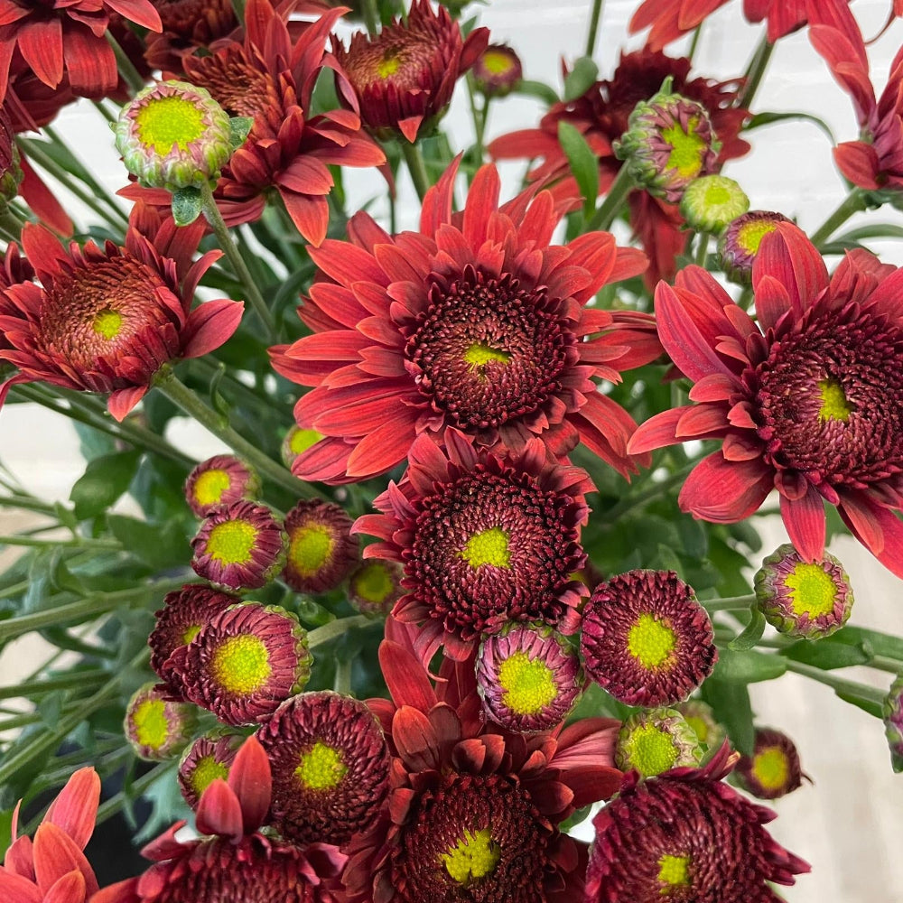 UK grown, sustainable, red, British flowers, Norfolk grown,
