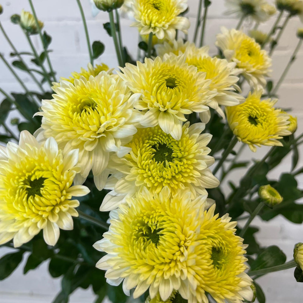 Close-up of Chrysanthemum Beppie White – sustainable UK-grown autumn flowers from Norfolk.
