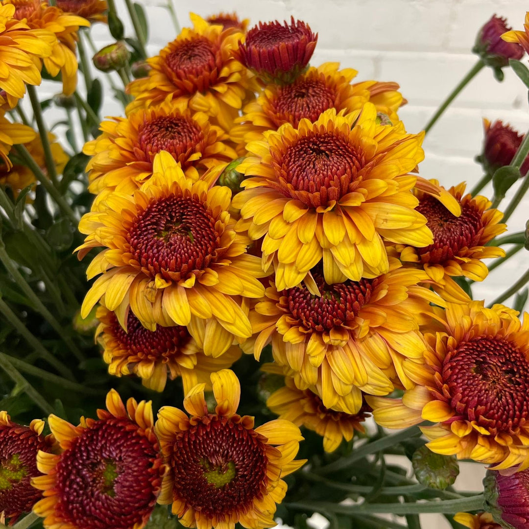 A 10-stem bunch of fresh Norfolk-grown Beppie Bronze chrysanthemums with rich copper-bronze blooms.