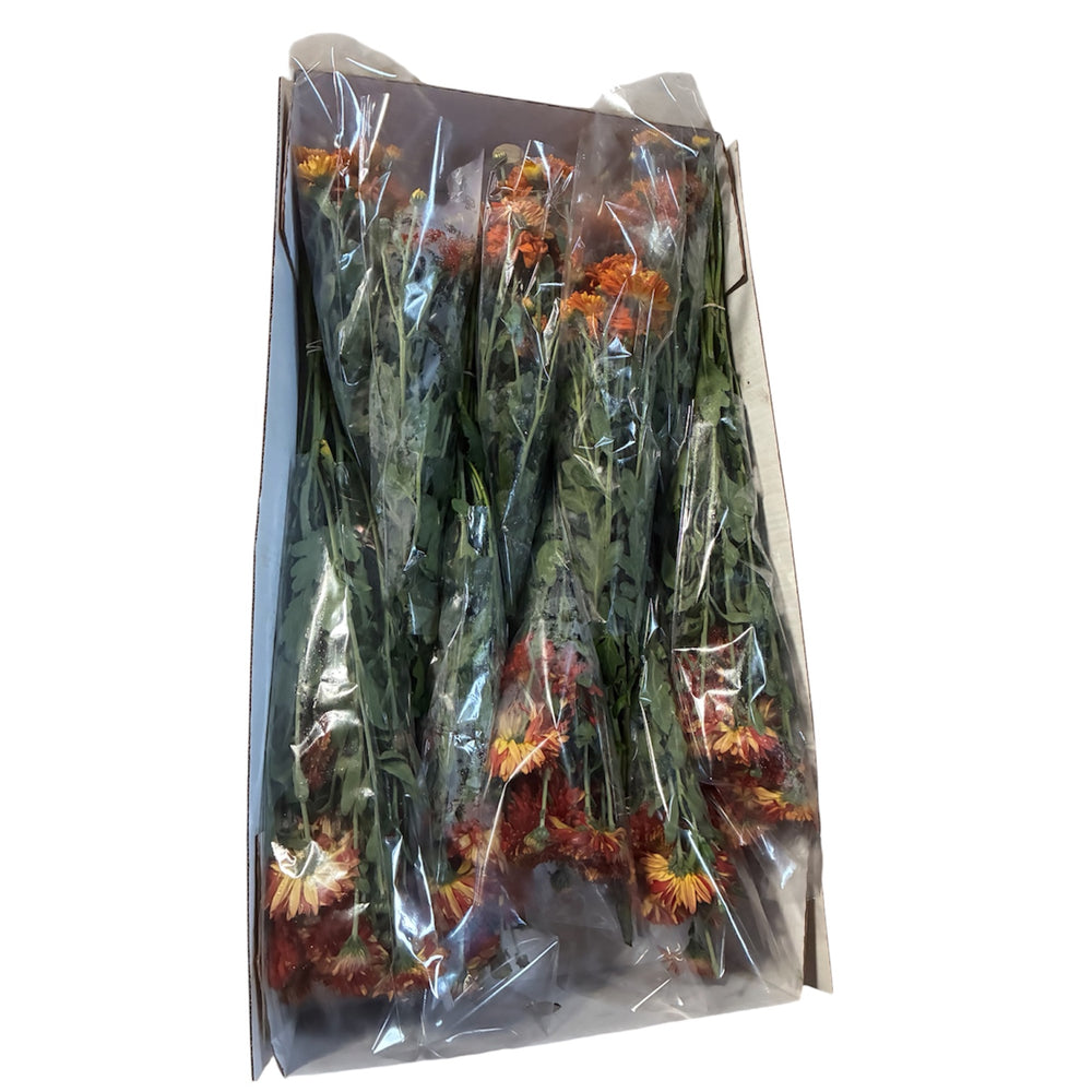 A full wholesale bunch of Lincolnshire-grown red and orange chrysanthemums with multiple fresh flower heads and green foliage.