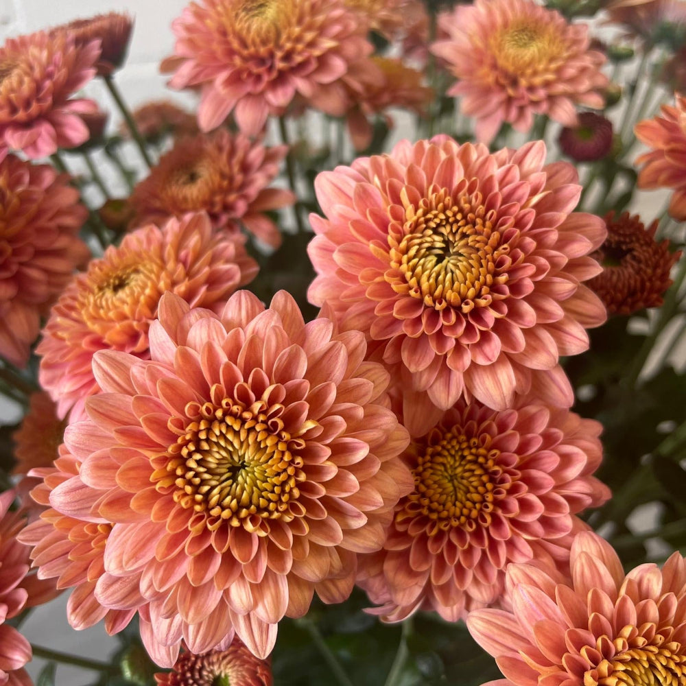 chrysanthemum norfolk wholesale salmon UK